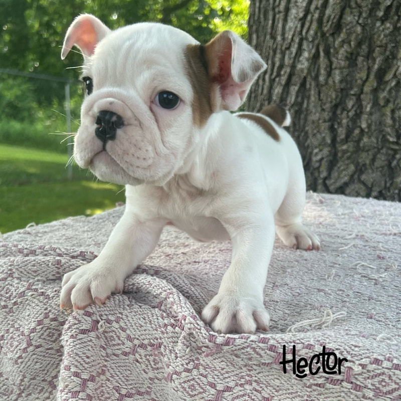 Pups Available - Southeastern KY Bulldogs LLC